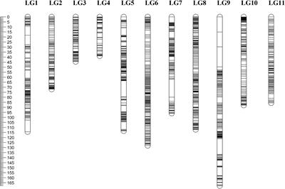 Construction of a High-Density Genetic Map and Its Application for QTL Mapping of Leaflet Shapes in Mung Bean (Vigna radiata L.)